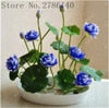 bonsai flower  lotus flower for summer 100% real Bowl lotus   pots Bonsai garden plants 5/bag