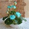 bonsai flower  lotus flower for summer 100% real Bowl lotus   pots Bonsai garden plants 5/bag