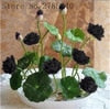 bonsai flower  lotus flower for summer 100% real Bowl lotus   pots Bonsai garden plants 5/bag