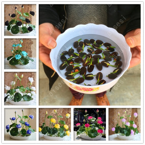 bonsai flower  lotus flower for summer 100% real Bowl lotus   pots Bonsai garden plants 5/bag