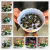 bonsai flower  lotus flower for summer 100% real Bowl lotus   pots Bonsai garden plants 5/bag