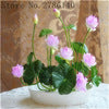 bonsai flower  lotus flower for summer 100% real Bowl lotus   pots Bonsai garden plants 5/bag