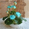 bonsai flower  lotus flower for summer 100% real Bowl lotus   pots Bonsai garden plants 5/bag