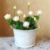 bonsai flower  lotus flower for summer 100% real Bowl lotus   pots Bonsai garden plants 5/bag